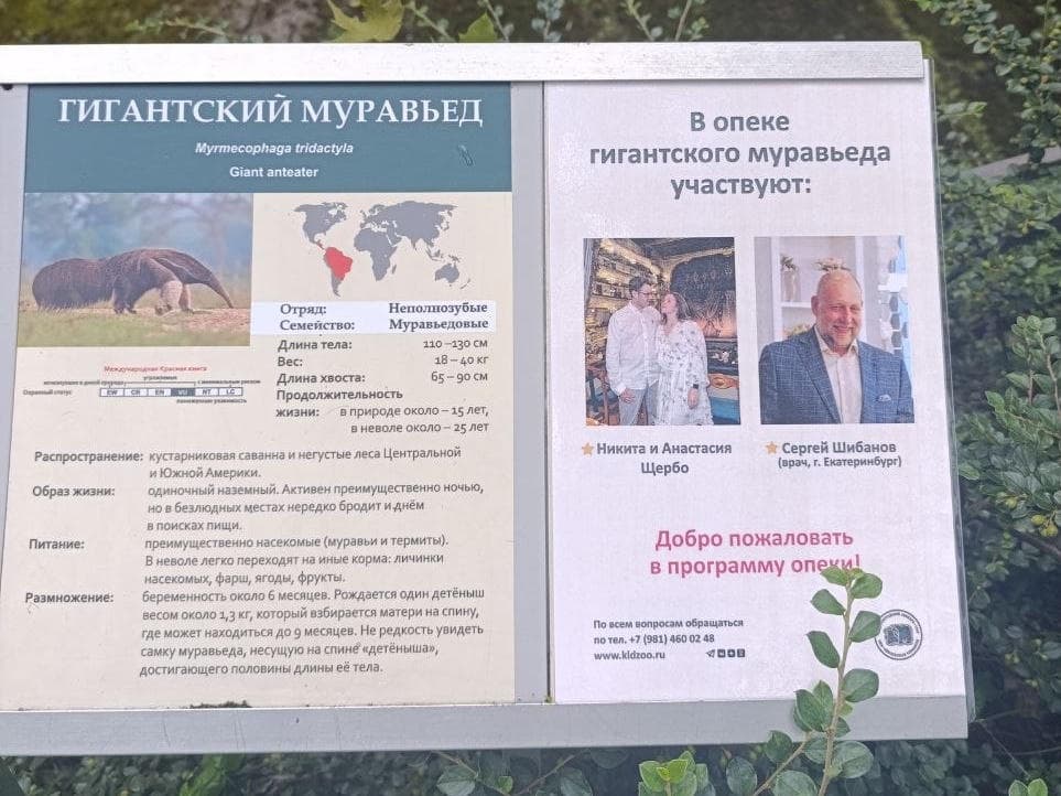 Врач из Екатеринбурга стал попечителем муравьеда Калининградского зоопарка
